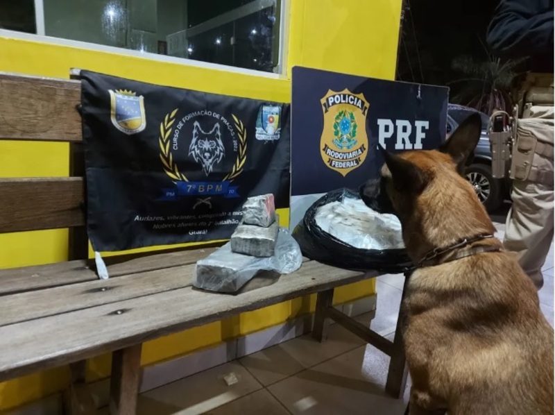 Cão farejador encontra drogas escondidas em bagagem destino a