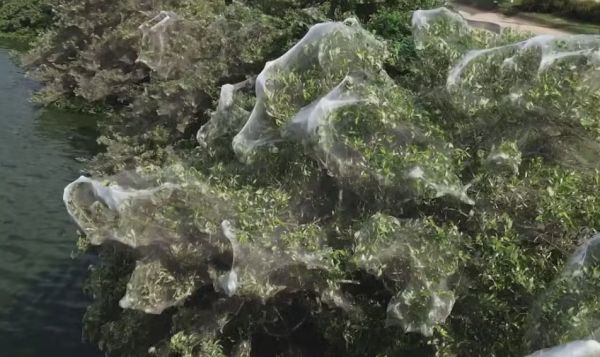 Milhões de aranhas se multiplicam em um dos pontos turísticos de São Luís