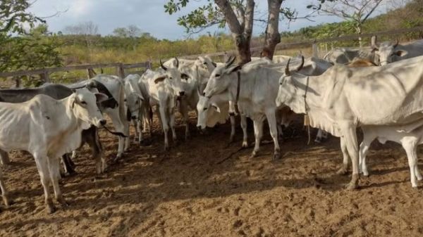 Polícia recupera cerca de 12 cabeças de gado furtadas de propriedade rural no interior do MA