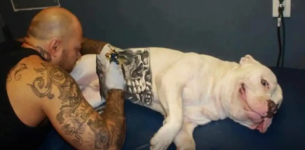 Governo sanciona lei que proíbe tatuagens e piercings em cães e gatos