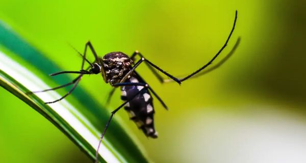 Queda de casos de dengue no Brasil deve se manter até fim de novembro