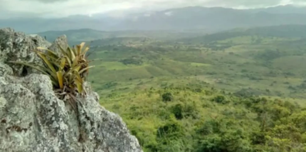 Pesquisador indígena cataloga 150 plantas medicinais de seu território