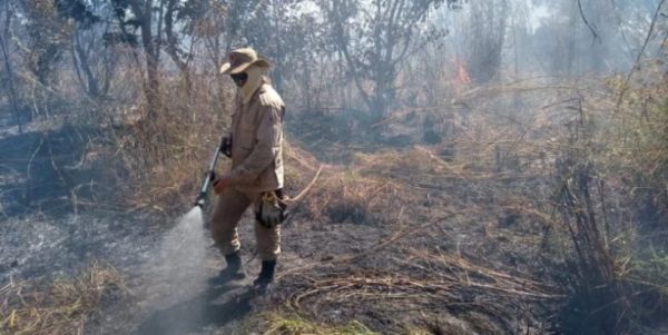 Cerrado maranhense: desmatamento emite 35 milhões de toneladas de CO2 desde 2023