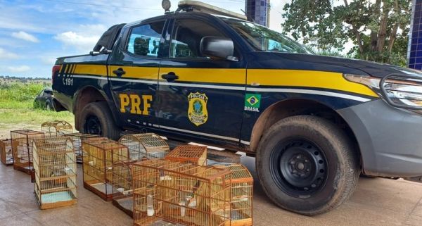 PRF apreende 16 aves silvestres no Maranhão em 10 dias de ações de combate ao tráfico de animais