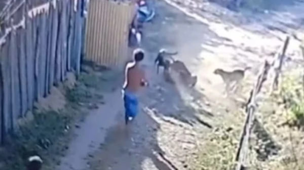 Homem é preso suspeito de atirar em cachorro de rua durante briga entre animais
