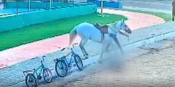 Cavalo se descontrola e atinge idosa no interior do MA