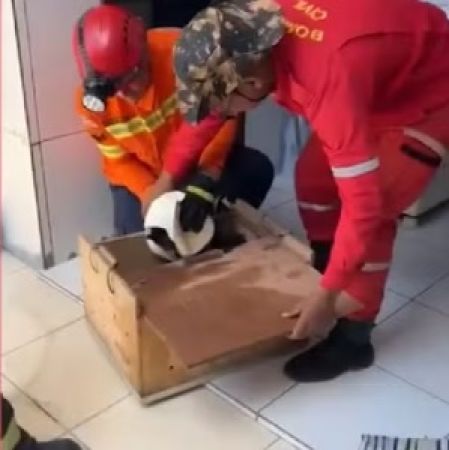 Macaco invasor de casas é capturado pelos bombeiros no Maranhão