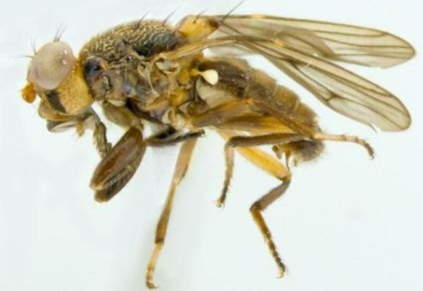 Nova espécie de mosca é descoberta em Caxias