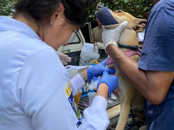 Especialistas da UFPI participam de pesquisa em Caxias que testa coleira que protege cães contra leishmaniose visceral