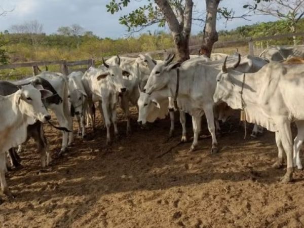 Polícia recupera cerca de 12 cabeças de gado furtadas de propriedade rural no interior do MA