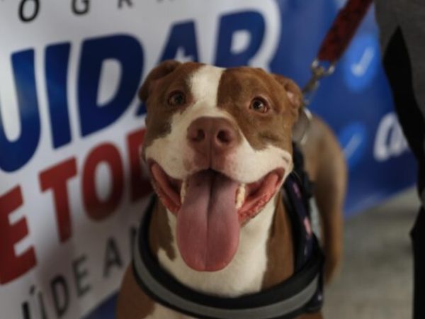 Governo realiza Cuidar de Todos Saúde Animal em Caxias neste sábado (26)