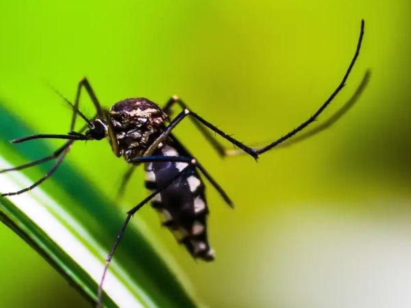 Queda de casos de dengue no Brasil deve se manter até fim de novembro