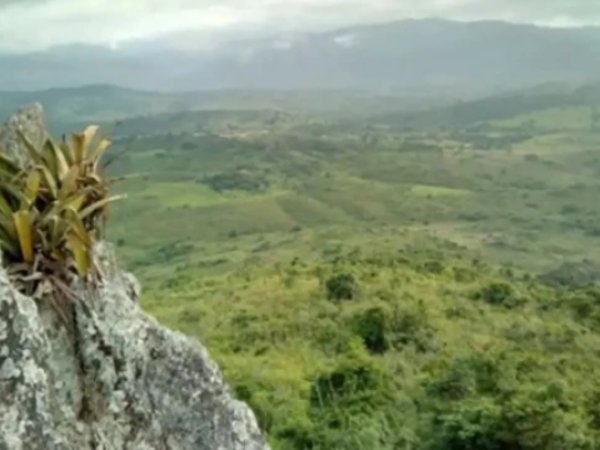 Pesquisador indígena cataloga 150 plantas medicinais de seu território
