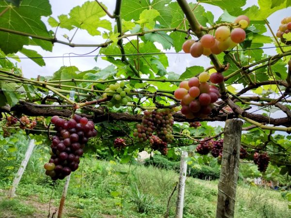 Cultivo de uvas: IFMA Campus Caxias desenvolve protocolo de produção de mudas