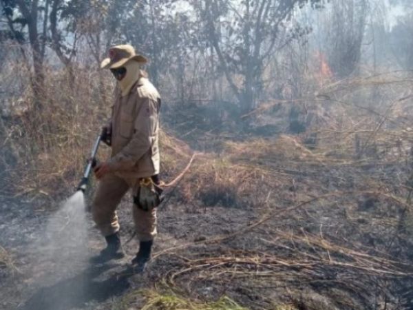 Cerrado maranhense: desmatamento emite 35 milhões de toneladas de CO2 desde 2023