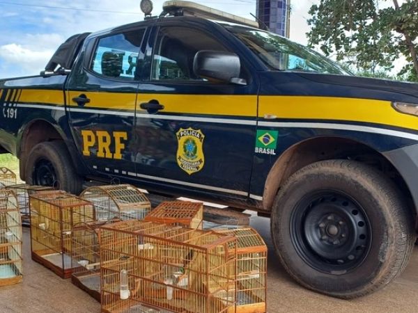 PRF apreende 16 aves silvestres no Maranhão em 10 dias de ações de combate ao tráfico de animais