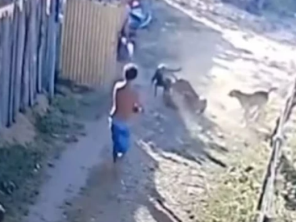 Homem é preso suspeito de atirar em cachorro de rua durante briga entre animais
