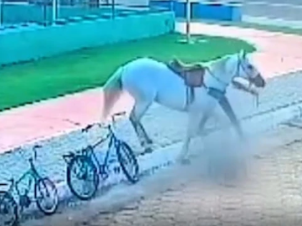 Cavalo se descontrola e atinge idosa no interior do MA