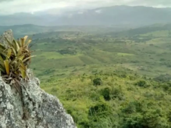 Pesquisador indígena cataloga 150 plantas medicinais de seu território